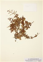 藏品(艾氏康達木)的圖片
